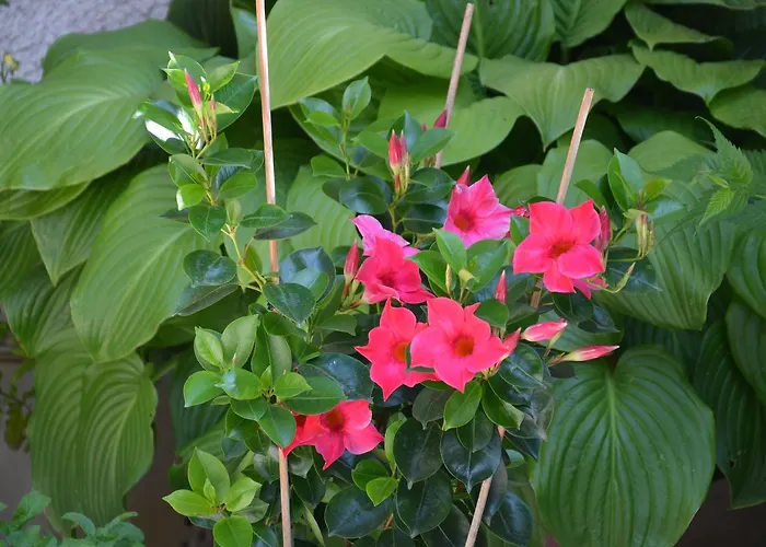 Rosi * Созопол